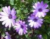 紫丁香 雏菊，海角雏菊