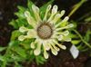 keltainen Kukka Afrikkalainen Daisy, Cape Päivänkakkara kuva