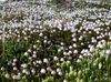 blanc Fleur Alaska Bellheather photo