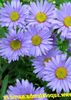 γαλάζιο λουλούδι Αλπικό Aster φωτογραφία