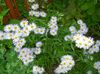 biely Kvetina Alpine Aster fotografie