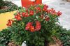 červená Kvetina Alstroemeria, Peruánsky Ľalia, Ľalia Inkov fotografie