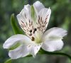 hvítur Blóm Alstroemeria, Peruvian Lily, Lily Inkanna mynd