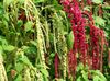 burgundia Floare Amaranthus, Dragoste-Minciuni-Sângerare, Kiwicha fotografie