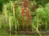 Amaranthus, Love-Melas-Kraujavimas, Kiwicha