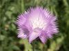 იასამნისფერი ყვავილების Amberboa, ტკბილი Sultan ფოტო