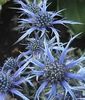 ღია ლურჯი ყვავილების ამეთვისტო საზღვაო Holly, ალპური Eryngo, ალპური ზღვის Holly ფოტო