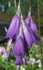 purpurowy Kwiat Dierama zdjęcie
