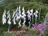λευκό λουλούδι Αγγέλου Καλάμι, Νεράιδα Ραβδί, Wandflower φωτογραφία