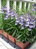 svetlo modra Cvet Angelonia Serena, Poletni Snapdragon fotografija