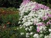 თეთრი ყვავილების წლიური Phlox, Drummond ის Phlox ფოტო