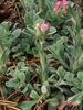 ružová Antennaria, Mačky Noha