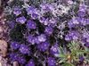 фіолетовий Квітка Ерітріхіум (Незабудочнік) фото
