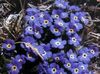 albastru Floare Arctic Uita-Mi-Nu, Alpine Uita-Mi-Nu fotografie