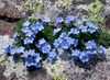 jasnoniebieski Kwiat Eritrihium (Nezabudochnik) zdjęcie
