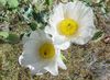 bílá Květina Argemona fotografie