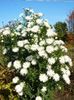 белый Цветок Астра новобельгийская фото