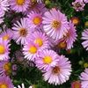 рожевий Квітка Астра Новобельгійська фото
