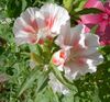 biely Kvetina Atlasflower, Rozlúčka-Na-Na Jar, Pupalkový fotografie
