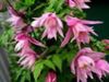 pink  Atragene, Small-flowered Clematis photo