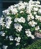 biały Kwiat Aubrieta (Aubretsiya) zdjęcie