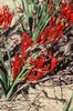 червоний Квітка Бабіана фото