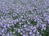 gaiši zils Zieds Bacopa (Sutera) foto