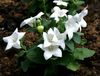 білий Квітка Шірококолокольчік (Платикодон) фото