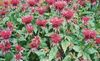 sarkans Zieds Bišu Balzams, Savvaļas Bergamotes foto