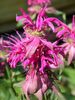 pink Blomst Bi Balsam, Vilde Bergamot foto