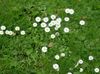 白  贝利斯菊花，雏菊英语，草坪菊花，挫伤麦汁 照片