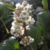 თეთრი ყვავილების Bergenia ფოტო