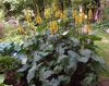 gul Blomst Bigleaf Ligularia, Leopard Plante, Gyldne Brandbæger foto