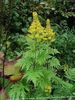 žltá Kvetina Bigleaf Ligularia, Leopard Závod, Zlatý Starček fotografie