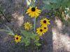 žuta Cvijet Crno-Eyed Susan, Istočni Coneflower, Narančasta Coneflower, Upadljiv Coneflower foto