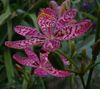 lila Cvet Blackberry Lilija, Leopard Lily fotografija