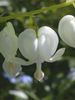 hvid Blomst Blødende Hjerte, Dicentra foto