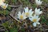 biely Kvetina Bloodroot, Červená Puccoon fotografie