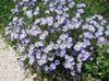 голубой Цветок Фелиция фото