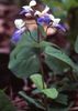 голубой Цветок Коллинсия фото
