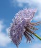 紫丁香  蓝色的蕾丝花，罗特内斯特岛菊花 照片