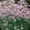 博尔顿的翠菊，白娃娃的菊花，假紫菀，假甘菊