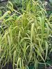 绿 花 鲍尔斯金丝草，金小米草，金木米尔 照片