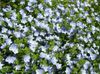 svijetlo plava Cvijet Brooklime foto