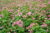 pink Flower Buckwheat photo