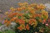πορτοκάλι λουλούδι Φαγόπυρο φωτογραφία