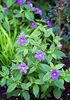 Busch Violetten, Saphir Blume