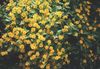 黄油菊花，melampodium，金章花，星星菊花