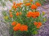 agosto Butterflyweed