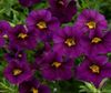 violet Floare Calibrachoa, Milioane De Clopote fotografie